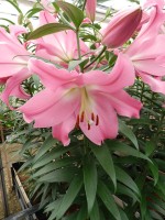 [5158 Tabledance Mak No01.JPG]